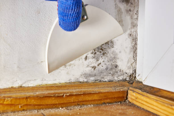 Best Dehumidification Services  in Smithville, OH