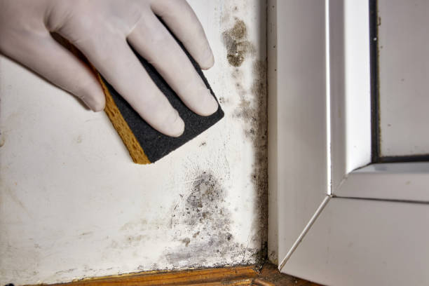 Best Indoor Air Quality Assessment  in Smithville, OH
